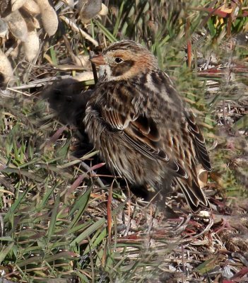 Lapland Longspur