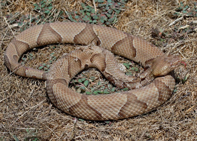 Copperhead