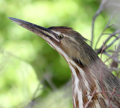 American Bittern