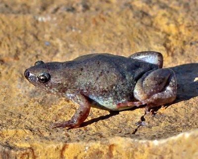 Great Plains Narrow-mouthed Toad