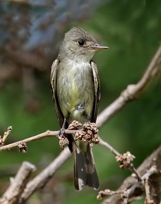 Eastern Wood-Pewee