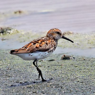 Western Sandpiper