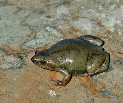 Great Plains Narrow-mouthed Toad