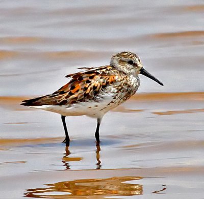 Western Sandpiper