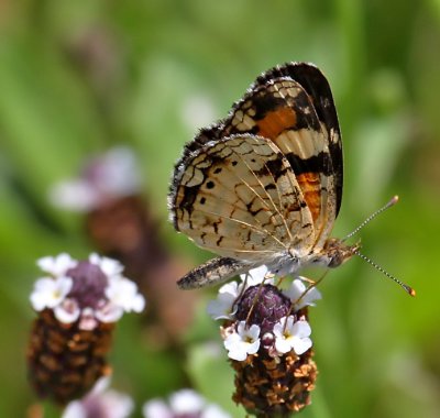 Phaon Crescent