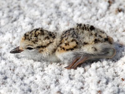 Snowy Plover