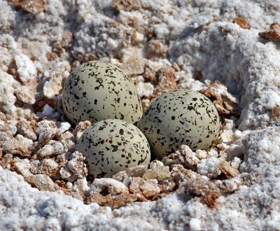 Least Tern eggs