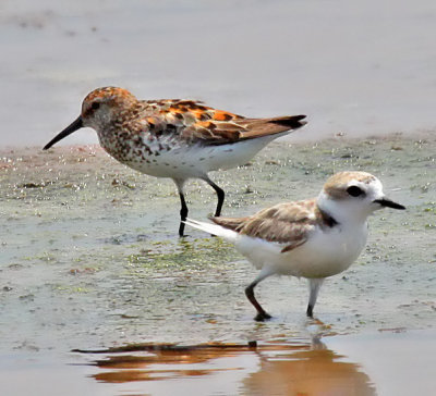 Western Sandpiper