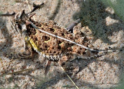 Texas Horned Lizard