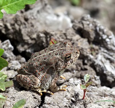 Woodhouse's Toad