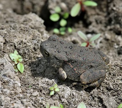 Woodhouse's Toad