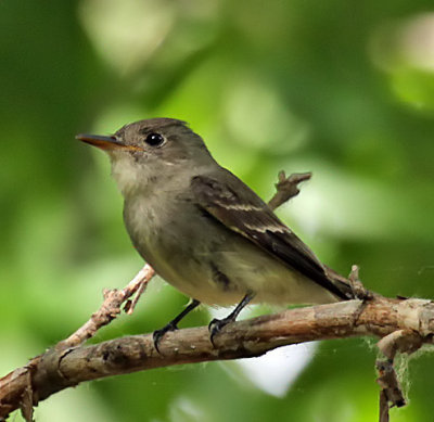 Eastern Wood-Pewee