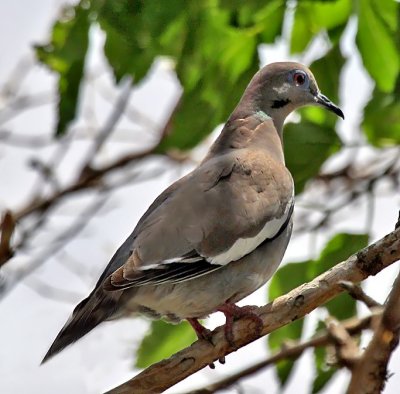 White-winged Dove