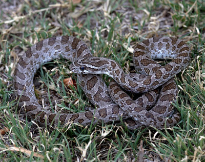 Great Plains Ratsnake