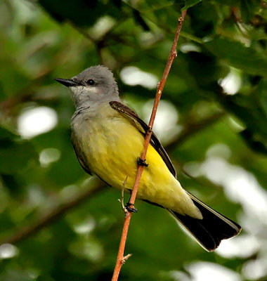 Cassin's Kingbird