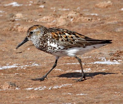 Western Sandpiper