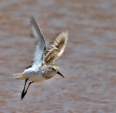 Western Sandpiper