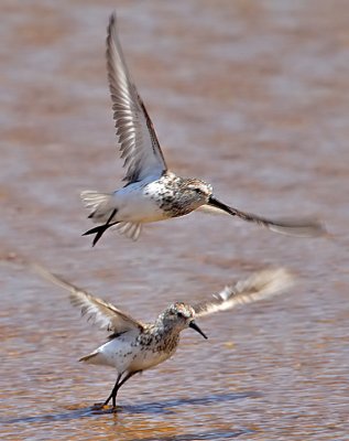 Western Sandpipers