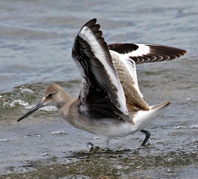 Willet