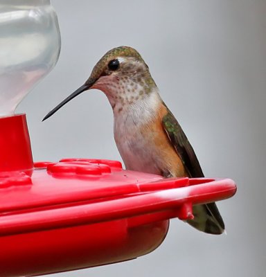 Rufous Hummingbird