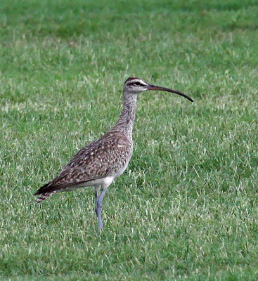 Whimbrel