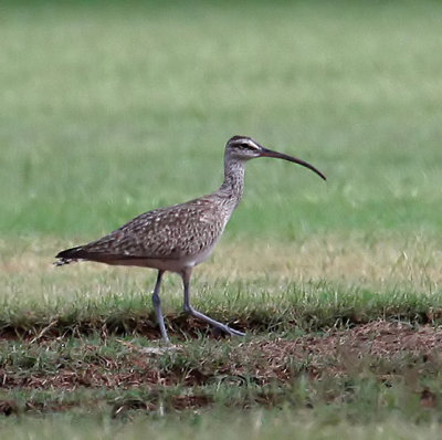 Whimbrel