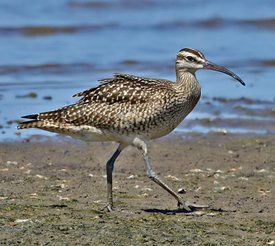 Whimbrel