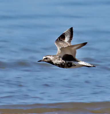 Black-bellied Plover