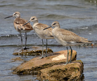 Willets