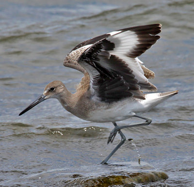 Willet