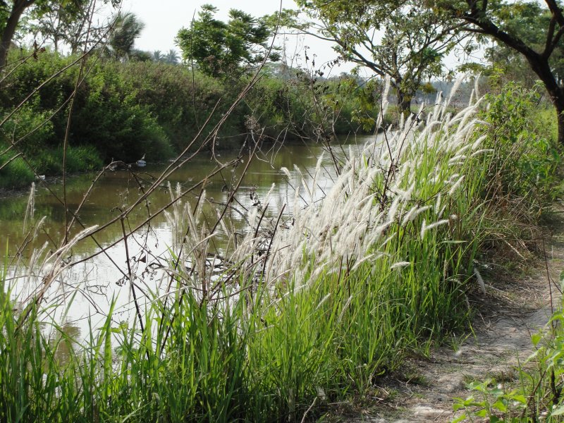 Path through the rice field