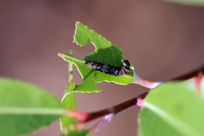 Viceroy caterpillar 