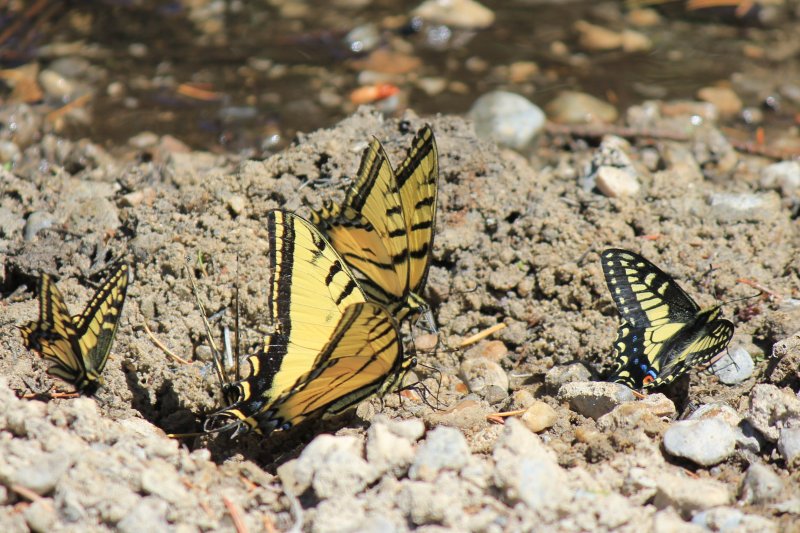 Papilio species 