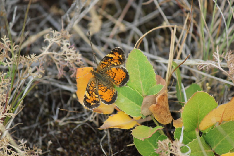 Phycoides selenis