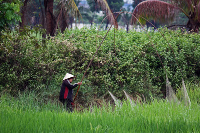 Fishing in the rice paddies after the rain