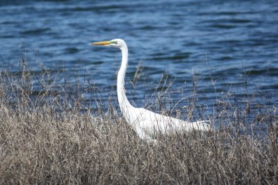 Great Egret at Lake Bixhoma