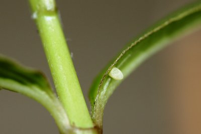 Monarch Egg on Milkweed