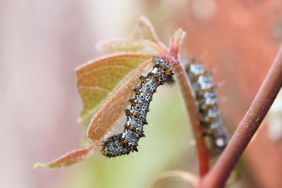 Eight Spotted Forester Caterpillar on Virginia Creeper
