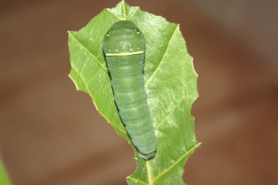 Eastern Tiger Swallowtail larva, full grown