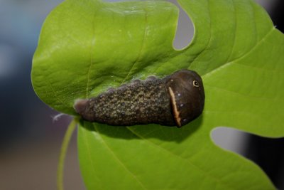 Eastern Tiger Swallowtail ready to pupate