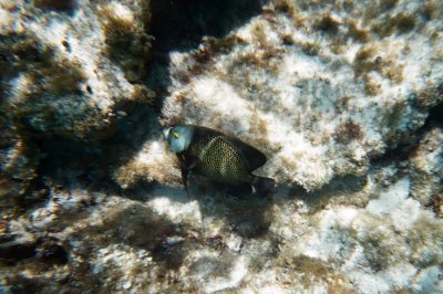 Snorkeling in Cozumel