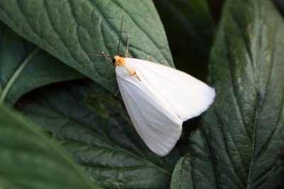 White form Haploa female