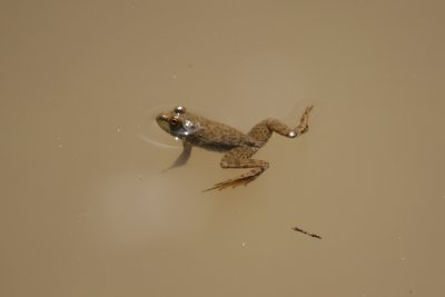 Aquatic Frog