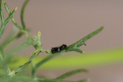 Black Swallowtail Caterpillar