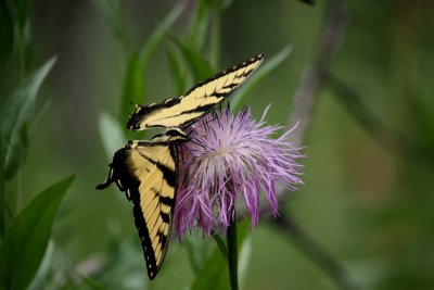 Eastern Tiger Swallowtail Male