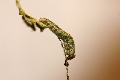 Goatweed Leafwing Caterpillar