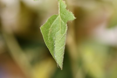Goatweed Leafwing caterpillar nest
