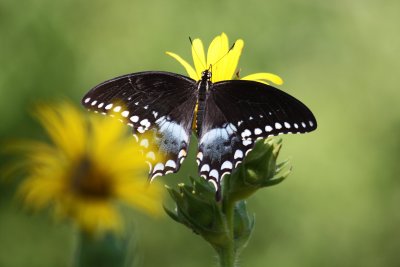 Spicebush Swallowtail Male