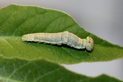 Goatweed Leafwing caterpillar