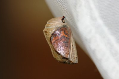 Goatweed Leafwing  Chrysalis - ready to eclose